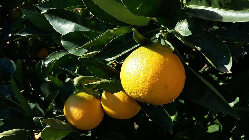 Apartment Orange Tree Порторож Екстериор снимка