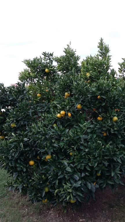 Apartment Orange Tree Порторож Екстериор снимка